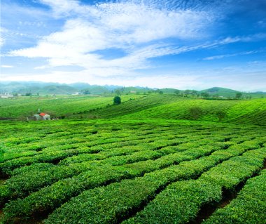 Güzellik taze yeşil çay arka plan