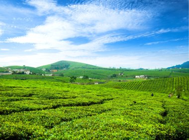 Güzellik taze yeşil çay arka plan
