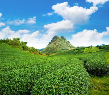 Güzellik taze yeşil çay arka plan