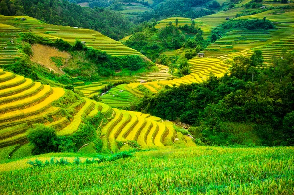 Rijstvelden op terrassen van Mu Cang Chai, Yenbai, Vietnam. — Stockfoto