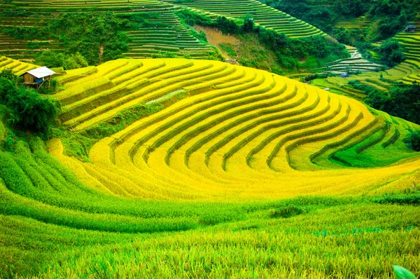 Campos de arroz en terrazas de Mu Cang Chai, YenBai, Vietnam . — Foto de Stock