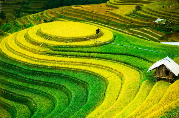 Mu Cang Chai, Yenbai, Vietnam pirinç tarlaları teraslı. — Stok fotoğraf