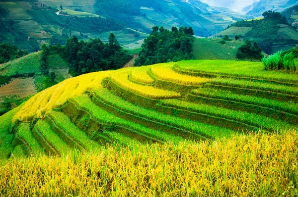 Rýžových polí na terasové Mu Cang Chai, Yenbai, Vietnam. — Stock fotografie