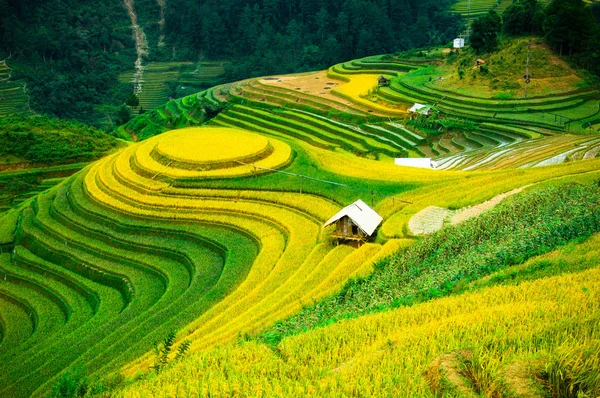 Risfälten på radhus av Mu Cang Chai, Yenbai, Vietnam. — Stockfoto