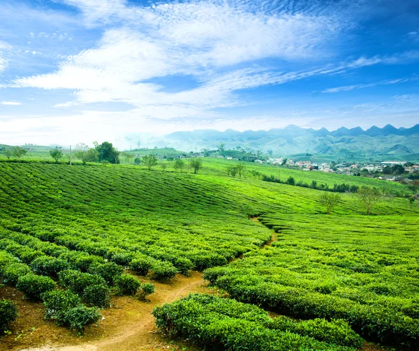 Beleza fresco verde fundo chá — Fotografia de Stock