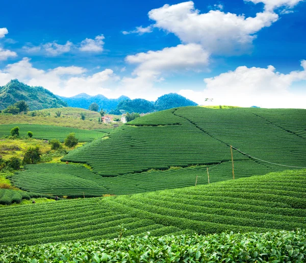 Beauté fond de thé vert frais — Photo