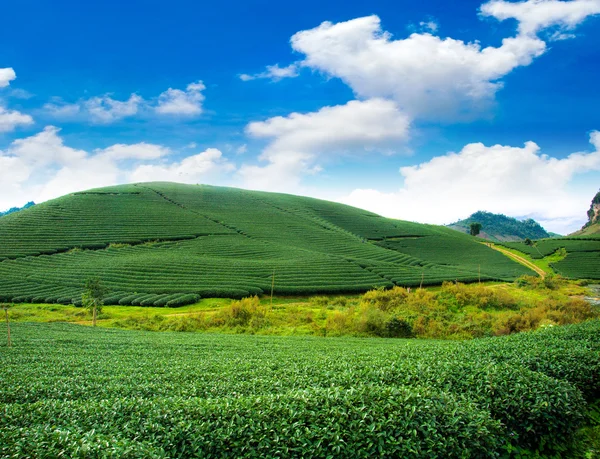 Schönheit frischen grünen Tee Hintergrund — Stockfoto