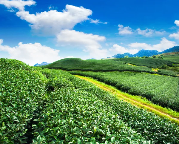 Beauté fond de thé vert frais — Photo