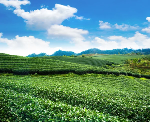 Schoonheid verse groene thee achtergrond — Stockfoto