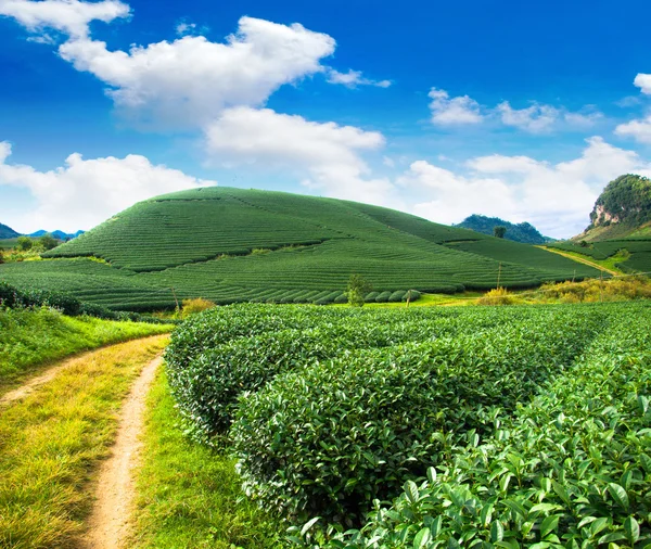 美新鲜绿茶背景 — 图库照片