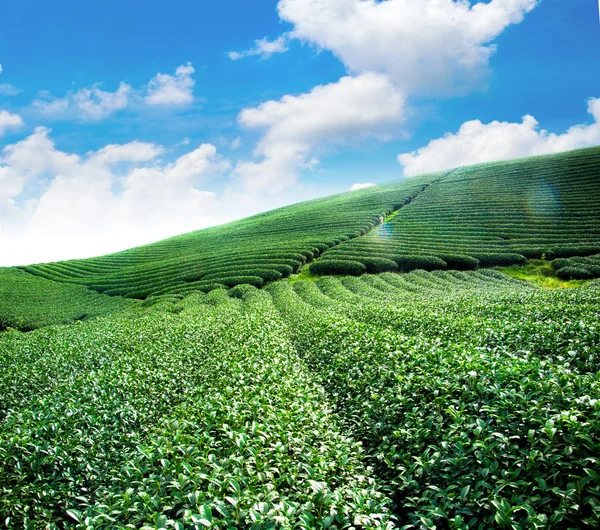 Schoonheid verse groene thee achtergrond — Stockfoto