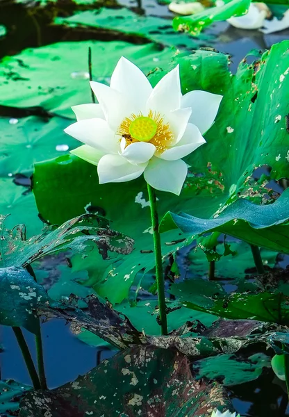 Schöne Lotusblume — Stockfoto