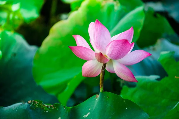 Beautiful lotus flower — Stock Photo, Image