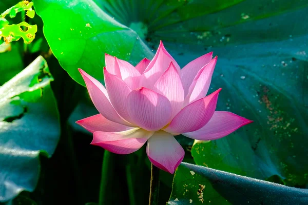 Vacker lotusblomma — Stockfoto