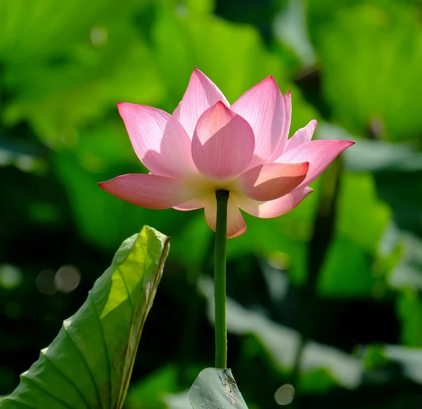 Vacker lotusblomma — Stockfoto