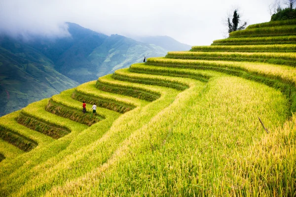 Campos de arroz em terraço de Mu Cang Chai, YenBai, Vietnã . Fotos De Bancos De Imagens