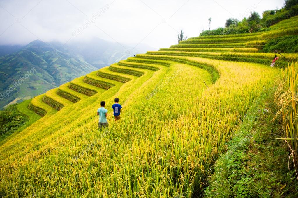 Rice fields on terraced of Mu Cang Chai, YenBai, Vietnam. 