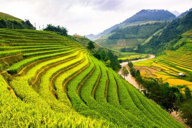 Pirinç tarlaları üzerinde Mu Cang Chai, Yenbai, Vietnam Teras. Kuzey Vietnam, hasat pirinç tarlaları hazırlamak