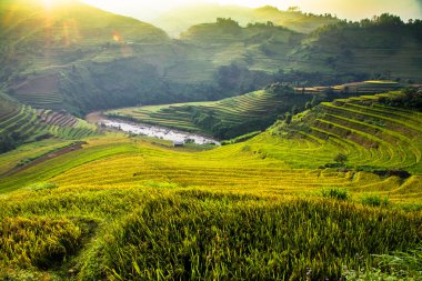 Pirinç tarlaları üzerinde Mu Cang Chai, Yenbai, Vietnam Teras. Kuzey Vietnam, hasat pirinç tarlaları hazırlamak