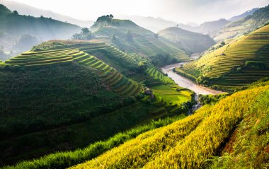 Pirinç tarlaları üzerinde Mu Cang Chai, Yenbai, Vietnam Teras. Kuzey Vietnam, hasat pirinç tarlaları hazırlamak