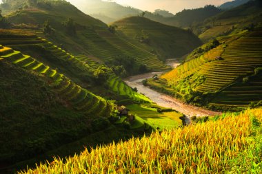 Pirinç tarlaları üzerinde Mu Cang Chai, Yenbai, Vietnam Teras. Kuzey Vietnam, hasat pirinç tarlaları hazırlamak