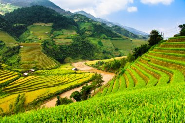 Pirinç tarlaları üzerinde Mu Cang Chai, Yenbai, Vietnam Teras. Kuzey Vietnam, hasat pirinç tarlaları hazırlamak