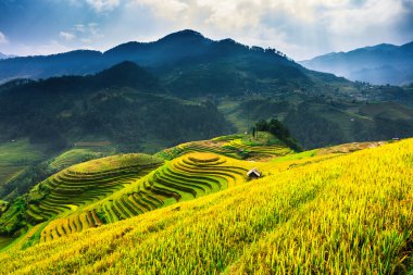 Pirinç tarlaları üzerinde Mu Cang Chai, Yenbai, Vietnam Teras. Kuzey Vietnam, hasat pirinç tarlaları hazırlamak