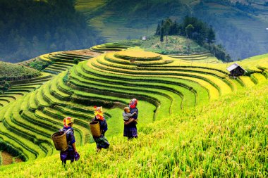 Pirinç tarlaları üzerinde Mu Cang Chai, Yenbai, Vietnam Teras. Kuzey Vietnam, hasat pirinç tarlaları hazırlamak