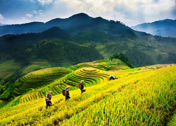 Pirinç tarlaları üzerinde Mu Cang Chai, Yenbai, Vietnam Teras. Kuzey Vietnam, hasat pirinç tarlaları hazırlamak