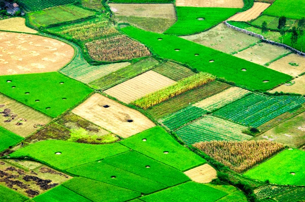 Рисових полів на Bac син гірського, син Ланг, В'єтнам — стокове фото