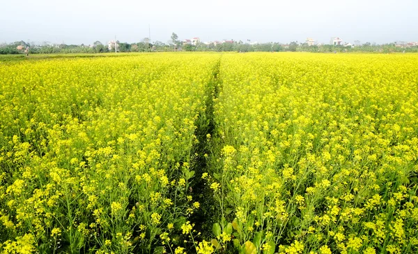 field of rapeseed (brassica napus)  - plant for green energy and oil industry.