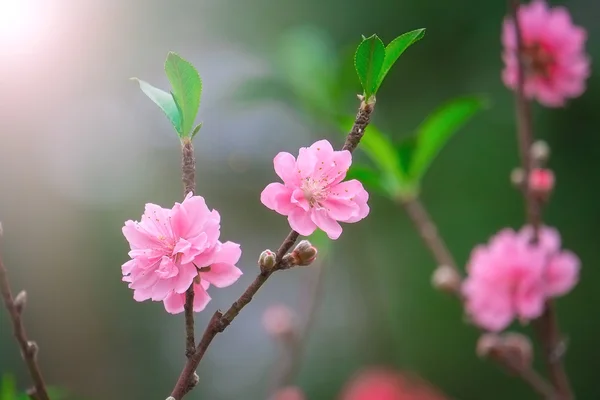 Flores de cereja macro flores . — Fotografia de Stock