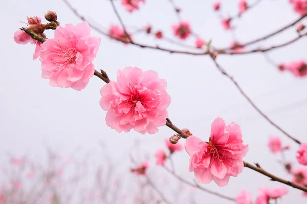 Macro cherry blossoms flowers. — Stock Photo, Image