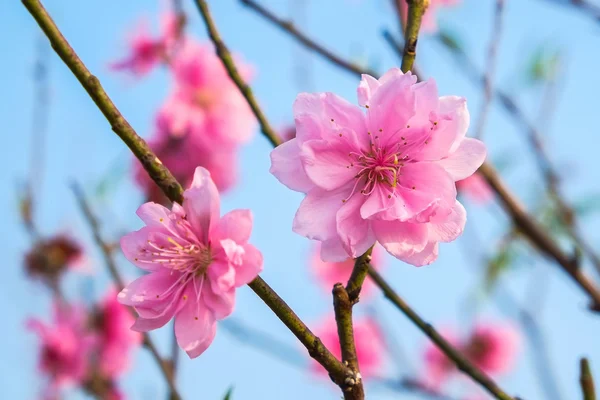 Macro cherry blossoms flowers. — Stock Photo, Image