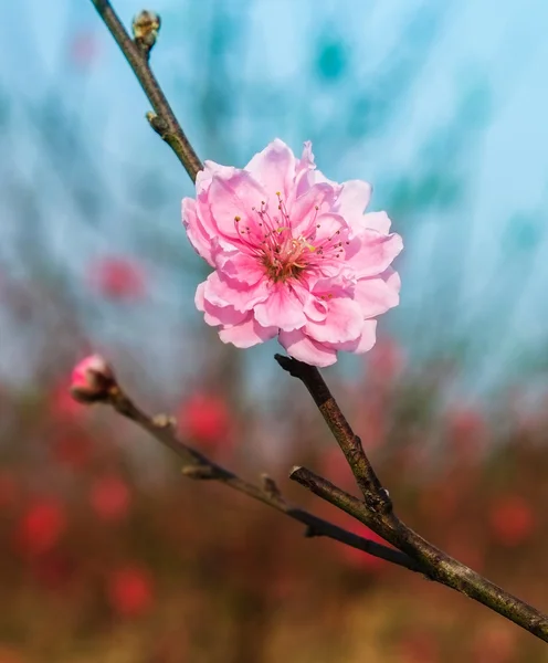 Macro cherry blossoms flowers. — Stock Photo, Image