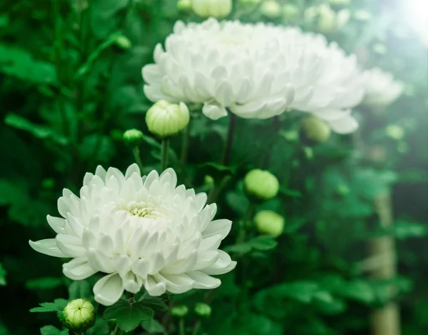 Schöne Chrysantheme. — Stockfoto