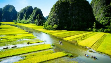 Pirinç tarlaları Vietnam Ngodong Nehri.