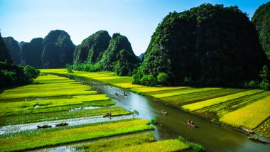 Pirinç tarlaları Vietnam Ngodong Nehri.