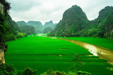 Pirinç tarlaları Vietnam Ngodong Nehri.