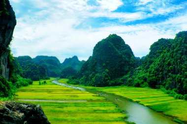 Pirinç tarlaları Vietnam Ngodong Nehri.