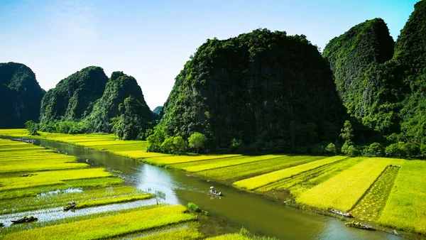 Pirinç tarlaları Vietnam Ngodong Nehri.