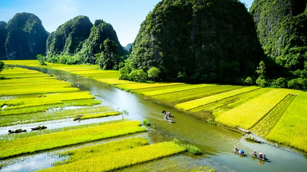 Ngodong rzeki przez pola ryżowe w Wietnamie. — Zdjęcie stockowe