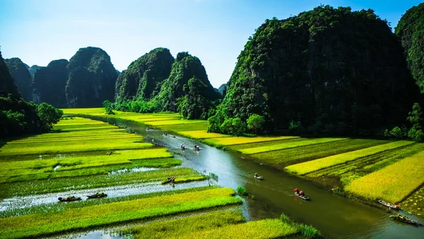 Pirinç tarlaları Vietnam Ngodong Nehri. — Stok fotoğraf