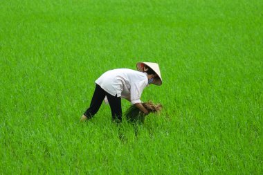 Pirinç orada sahada dikim Vietnam çiftçi.