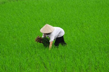 Pirinç orada sahada dikim Vietnam çiftçi.