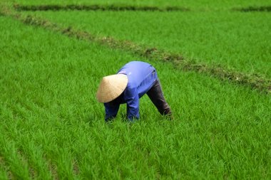 Pirinç orada sahada dikim Vietnam çiftçi.