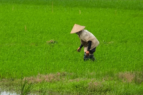 Vietnam bonde plantera ris på där fältet. — Stockfoto