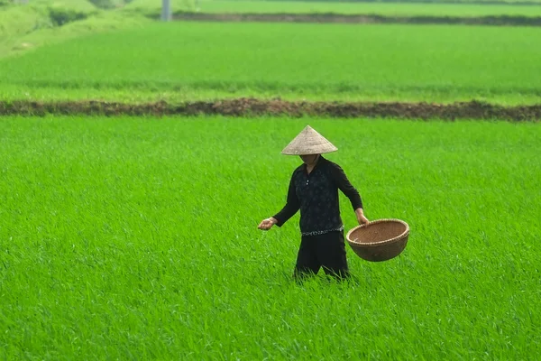 Fermier vietnamien plantant du riz sur place . — Photo