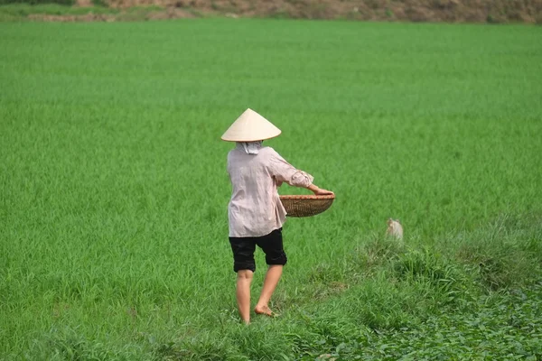 Fermier vietnamien plantant du riz sur place . — Photo