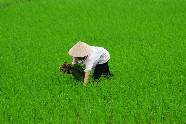 Pirinç orada sahada dikim Vietnam çiftçi. — Stok fotoğraf